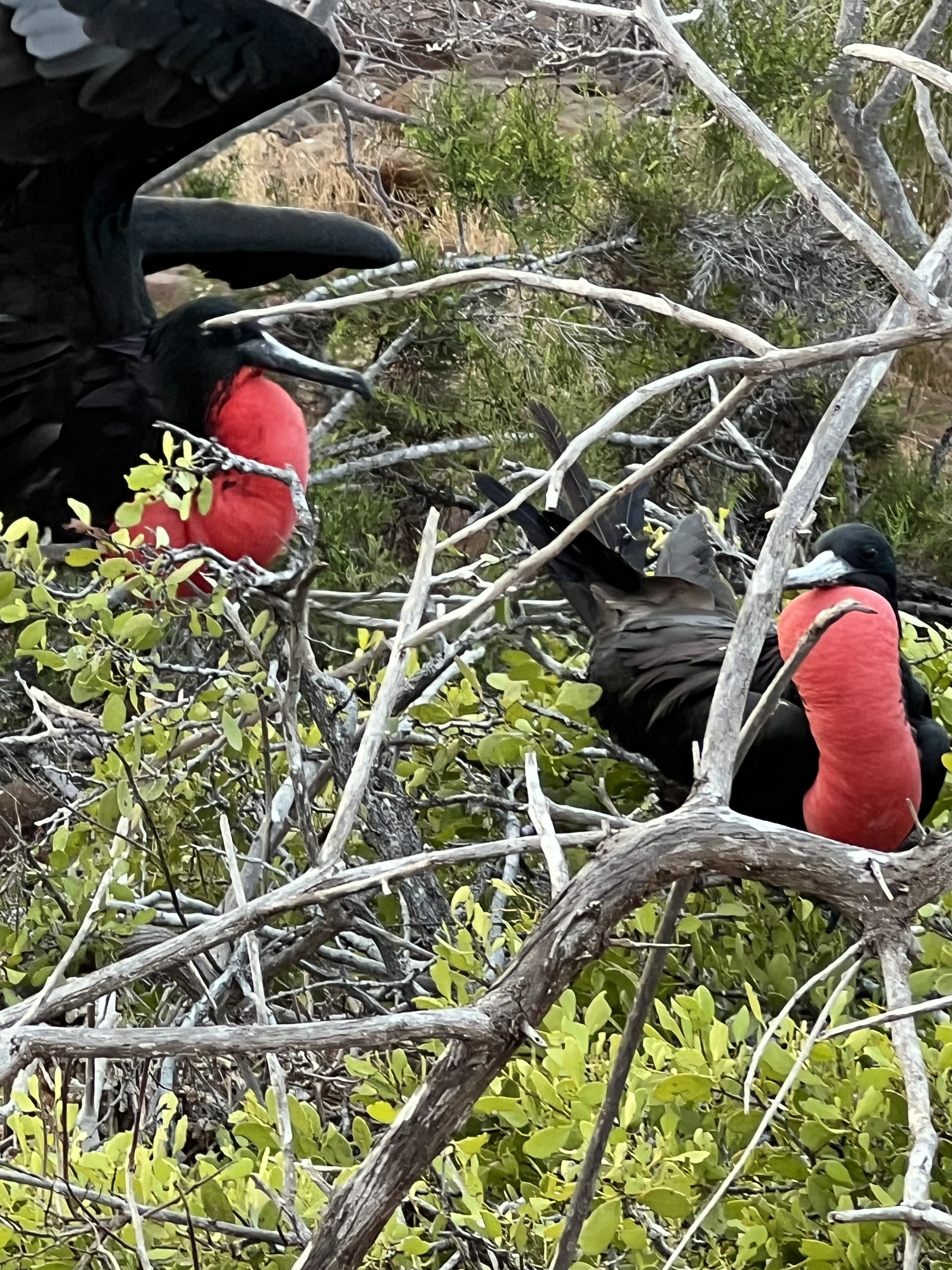 Sexual Selection in the Galápagos (Riya Johnson)