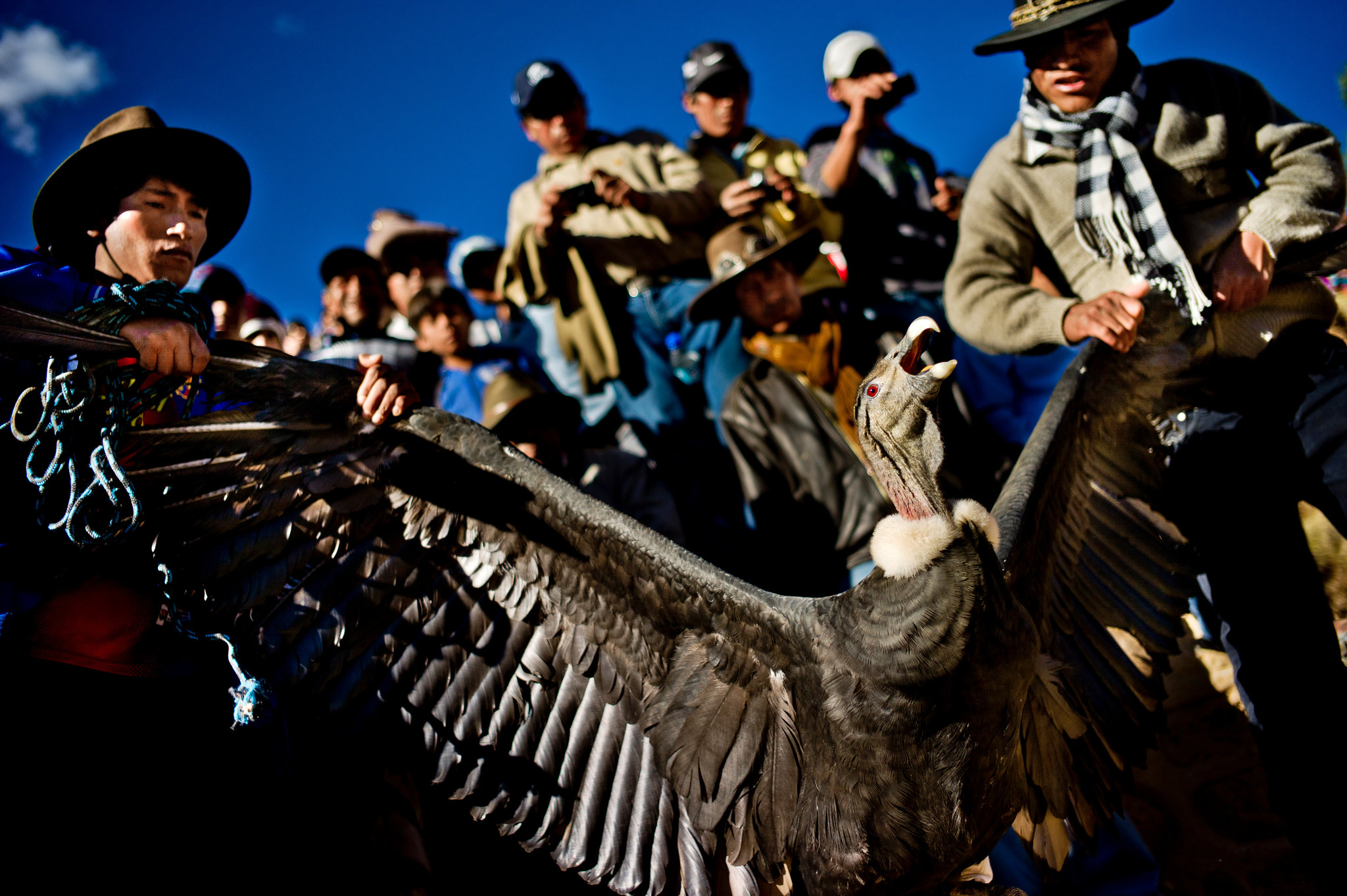 The Past, Present, and Future of Condors (Alyna Johnson)