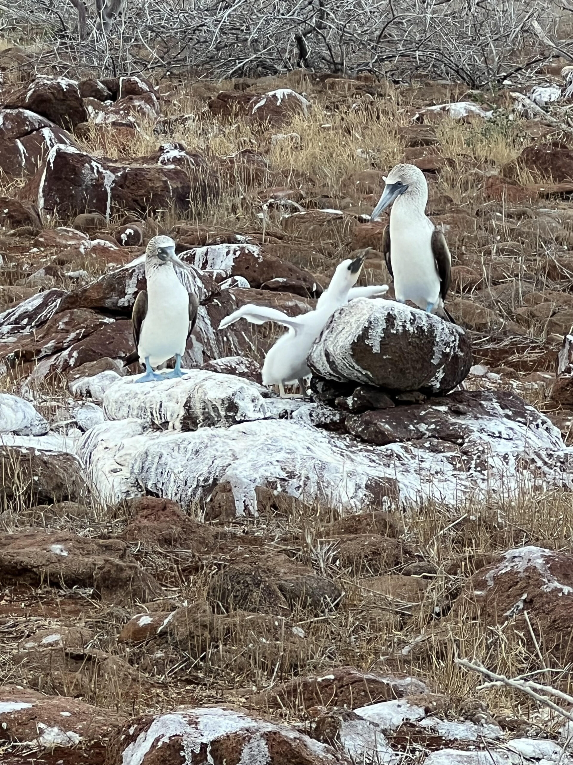 Natural Selection in the Galápagos (Riya Johnson)