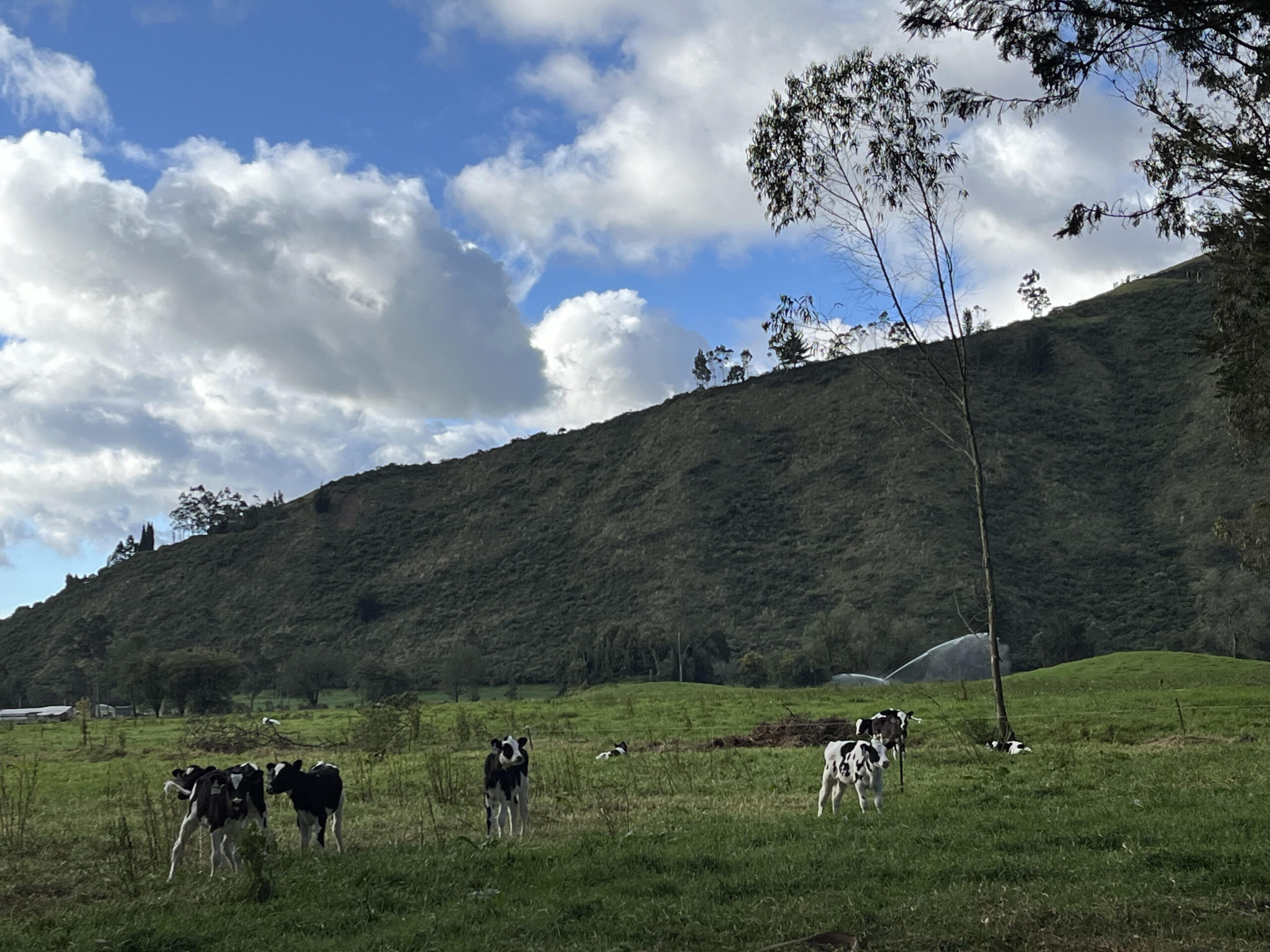 Biological Adaptations to High Altitudes in Ecuador (Riya Johnson)