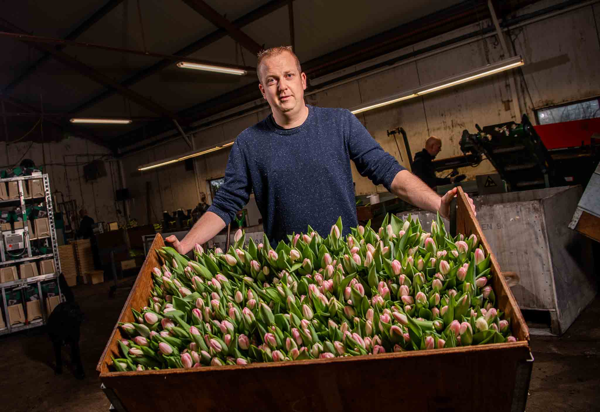 How Biology and Human Care Shape the Netherlands’ Tulip Landscapes (Riya Johnson)